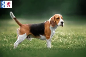 Mehr über den Artikel erfahren Beagle Züchter und Welpen in Nouvelle-Aquitaine