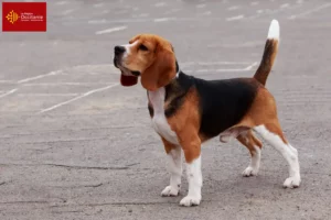 Mehr über den Artikel erfahren Beagle Züchter und Welpen in Okzitanien