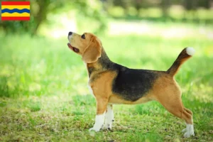 Mehr über den Artikel erfahren Beagle Züchter und Welpen in Overijssel