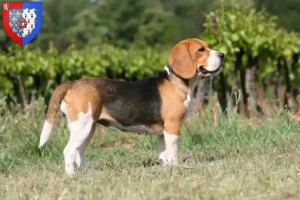 Mehr über den Artikel erfahren Beagle Züchter und Welpen in Pays de la Loire