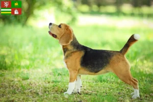 Mehr über den Artikel erfahren Beagle Züchter und Welpen in Pilsen