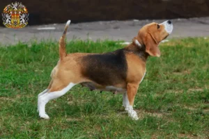 Mehr über den Artikel erfahren Beagle Züchter und Welpen in Prag