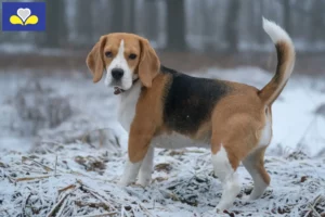 Mehr über den Artikel erfahren Beagle Züchter und Welpen in Region Brüssel-Hauptstadt