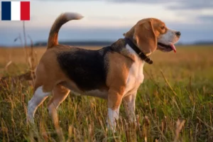 Mehr über den Artikel erfahren Beagle Züchter und Welpen auf Réunion