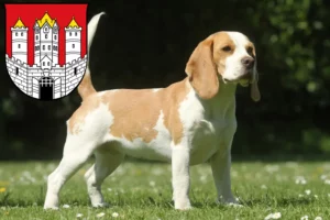 Mehr über den Artikel erfahren Beagle Züchter und Welpen in Salzburg