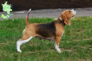 Mehr über den Artikel erfahren Beagle Züchter und Welpen in Sjælland