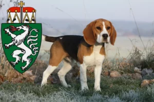 Mehr über den Artikel erfahren Beagle Züchter und Welpen in der Steiermark