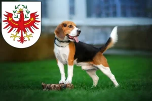 Mehr über den Artikel erfahren Beagle Züchter und Welpen in Tirol