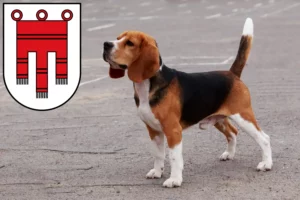 Mehr über den Artikel erfahren Beagle Züchter und Welpen in Vorarlberg