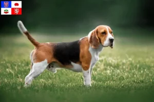 Mehr über den Artikel erfahren Beagle Züchter und Welpen in Vysočina