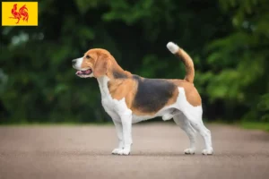 Mehr über den Artikel erfahren Beagle Züchter und Welpen in Wallonische Region