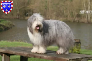 Mehr über den Artikel erfahren Bearded Collie Züchter und Welpen in Centre-Val de Loire