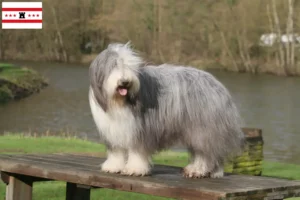 Mehr über den Artikel erfahren Bearded Collie Züchter und Welpen in Drenthe