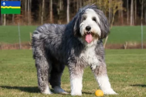 Mehr über den Artikel erfahren Bearded Collie Züchter und Welpen in Flevoland