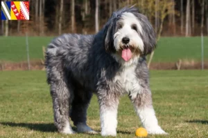 Mehr über den Artikel erfahren Bearded Collie Züchter und Welpen in Grand Est