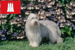 Mehr über den Artikel erfahren Bearded Collie Züchter und Welpen in Hamburg