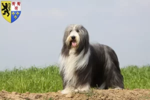 Mehr über den Artikel erfahren Bearded Collie Züchter und Welpen in Hauts-de-France