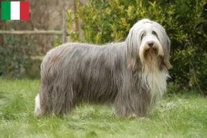 Mehr über den Artikel erfahren Bearded Collie Züchter und Welpen in Italien