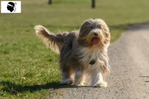 Mehr über den Artikel erfahren Bearded Collie Züchter und Welpen auf Korsika