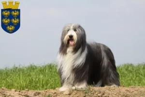 Mehr über den Artikel erfahren Bearded Collie Züchter und Welpen in Niederösterreich