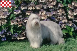 Mehr über den Artikel erfahren Bearded Collie Züchter und Welpen in Nordbrabant