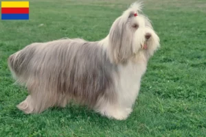 Mehr über den Artikel erfahren Bearded Collie Züchter und Welpen in Nordholland