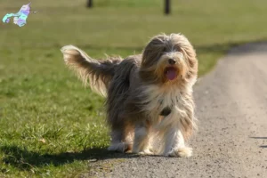 Mehr über den Artikel erfahren Bearded Collie Züchter und Welpen in Nordjylland