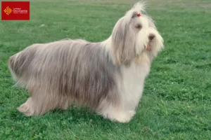 Mehr über den Artikel erfahren Bearded Collie Züchter und Welpen in Okzitanien