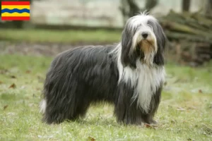 Mehr über den Artikel erfahren Bearded Collie Züchter und Welpen in Overijssel