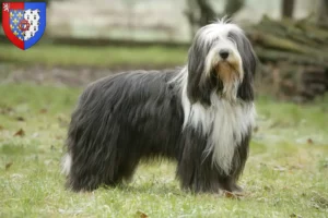 Mehr über den Artikel erfahren Bearded Collie Züchter und Welpen in Pays de la Loire