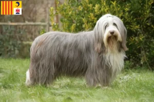 Mehr über den Artikel erfahren Bearded Collie Züchter und Welpen in der Provence-Alpes-Côte d’Azur