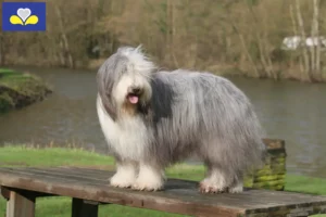 Mehr über den Artikel erfahren Bearded Collie Züchter und Welpen in Region Brüssel-Hauptstadt