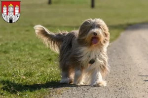 Mehr über den Artikel erfahren Bearded Collie Züchter und Welpen in Salzburg