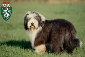 Mehr über den Artikel erfahren Bearded Collie Züchter und Welpen in der Steiermark