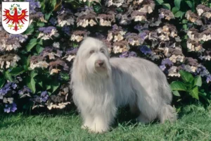 Mehr über den Artikel erfahren Bearded Collie Züchter und Welpen in Tirol