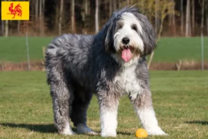 Mehr über den Artikel erfahren Bearded Collie Züchter und Welpen in Wallonische Region