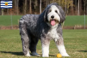 Mehr über den Artikel erfahren Bearded Collie Züchter und Welpen in Zeeland