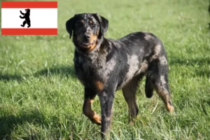 Mehr über den Artikel erfahren Beauceron Züchter und Welpen in Berlin