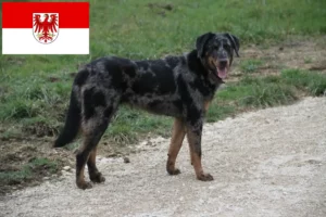 Mehr über den Artikel erfahren Beauceron Züchter und Welpen in Brandenburg