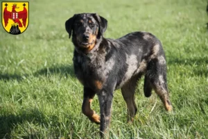 Mehr über den Artikel erfahren Beauceron Züchter und Welpen im Burgenland