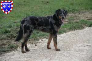 Mehr über den Artikel erfahren Beauceron Züchter und Welpen in Centre-Val de Loire