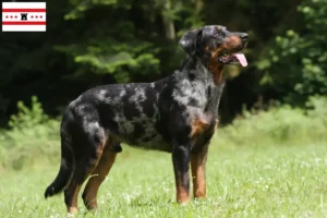 Mehr über den Artikel erfahren Beauceron Züchter und Welpen in Drenthe