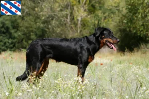 Mehr über den Artikel erfahren Beauceron Züchter und Welpen in Friesland