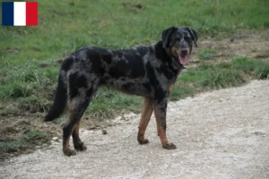 Mehr über den Artikel erfahren Beauceron Züchter und Welpen in Guadeloupe