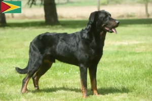 Mehr über den Artikel erfahren Beauceron Züchter und Welpen in Guyana