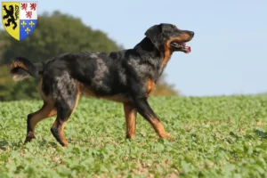 Mehr über den Artikel erfahren Beauceron Züchter und Welpen in Hauts-de-France