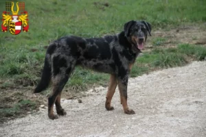 Mehr über den Artikel erfahren Beauceron Züchter und Welpen in Kärnten