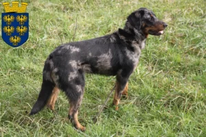 Mehr über den Artikel erfahren Beauceron Züchter und Welpen in Niederösterreich