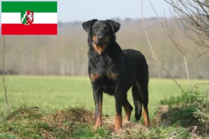 Mehr über den Artikel erfahren Beauceron Züchter und Welpen in Nordrhein-Westfalen