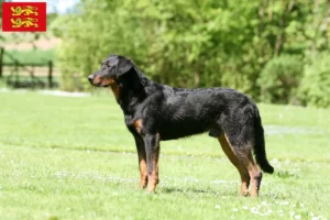 Mehr über den Artikel erfahren Beauceron Züchter und Welpen in der Normandie